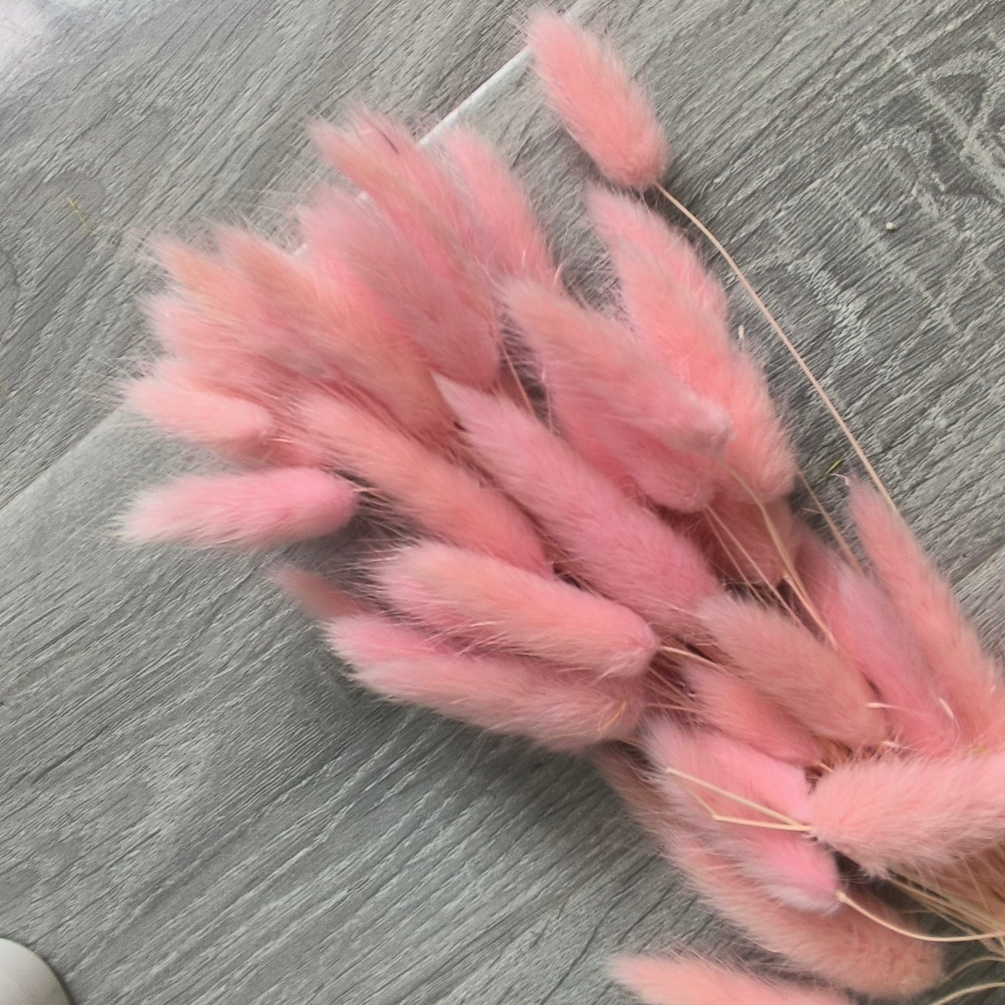 Rabbit Tail Dried Grass for Resin & Decoration