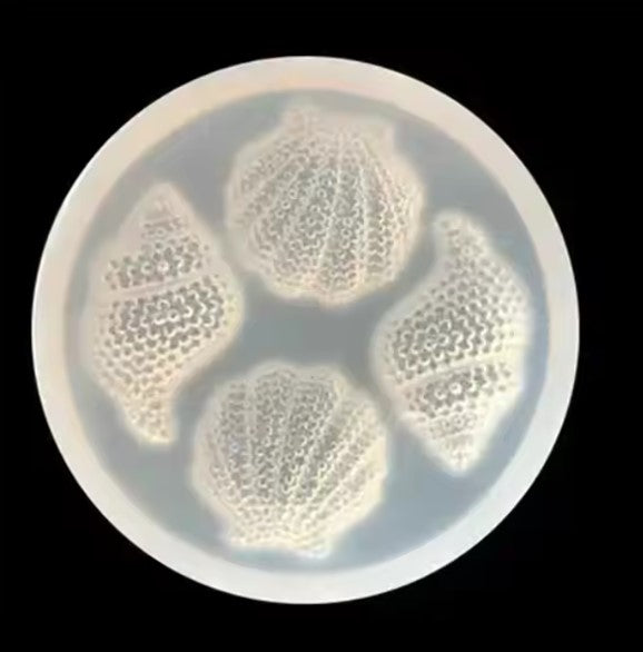 Handmade Shell & Conch Silicone Mold for Epoxy Resin Jewelry Crafts