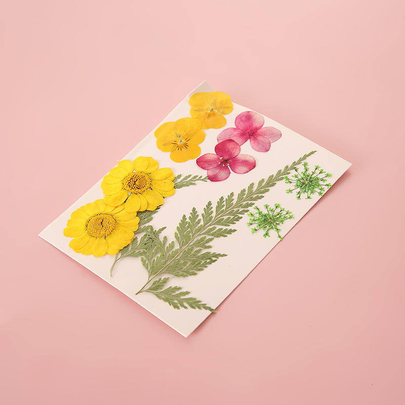 Pressed Dried Flowers for Resin & Crafts