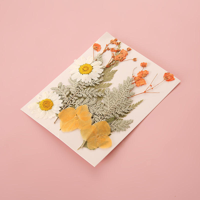 Pressed Dried Flowers for Resin & Crafts