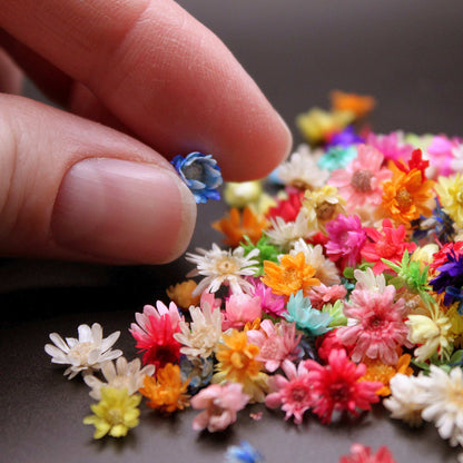 200pcs Mini Dried Flowers for Resin, Jewelry & Nail Art